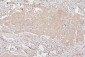 Anti-HMGB1 Antibody Picoband™ (monoclonal, 5H3)